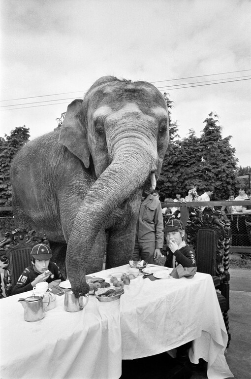 Elephant For Tea