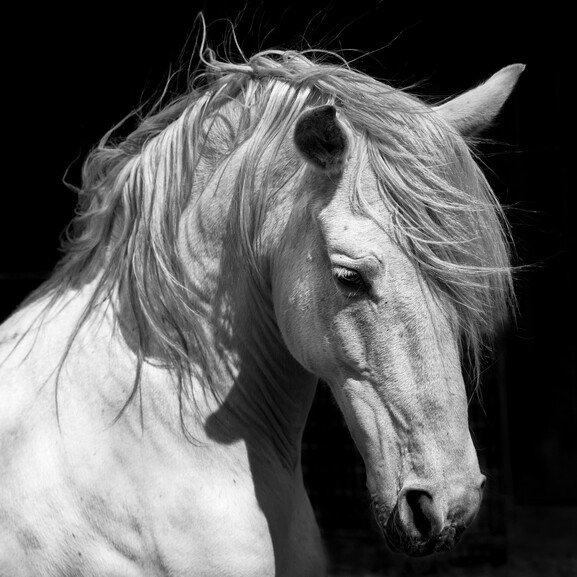 White Stallion Horse Andalusian