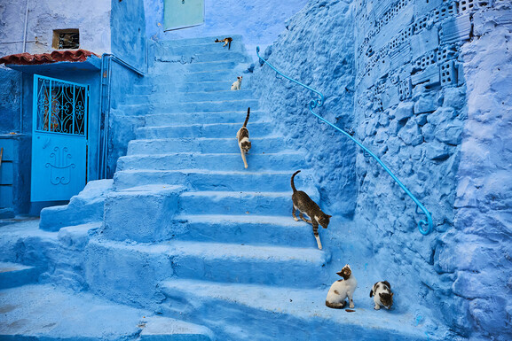 the blue city, street cat