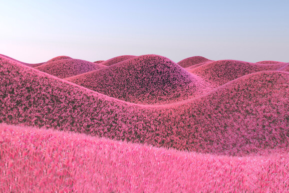 Harige Pink Hills