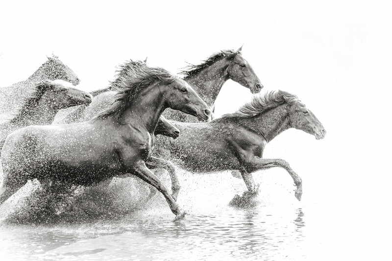 Een kudde wilde paarden die in het water rennen