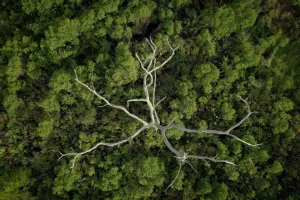 Dead Oak, Louisiana Marsh