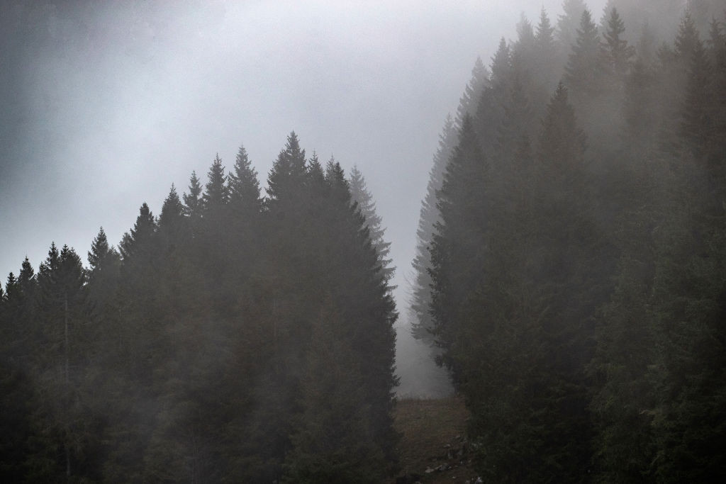 Fallen Trees (Marcesina Plain)