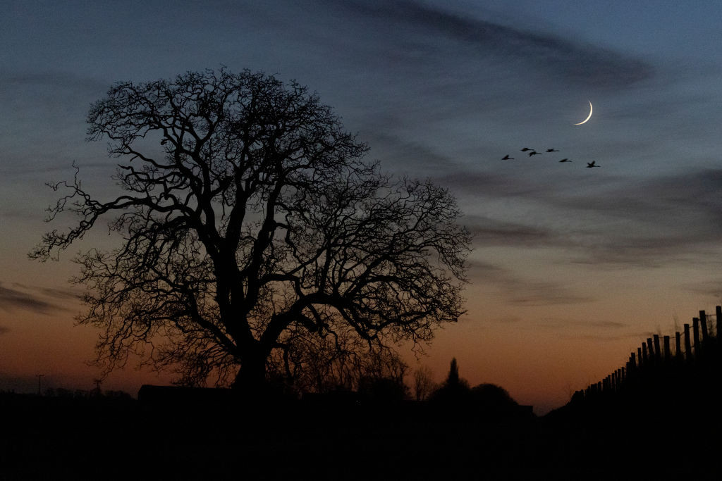 Swans Over Welney
