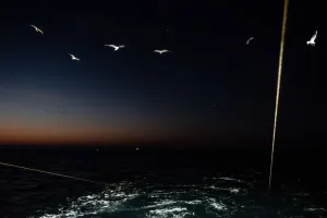 Trawler (Birds)