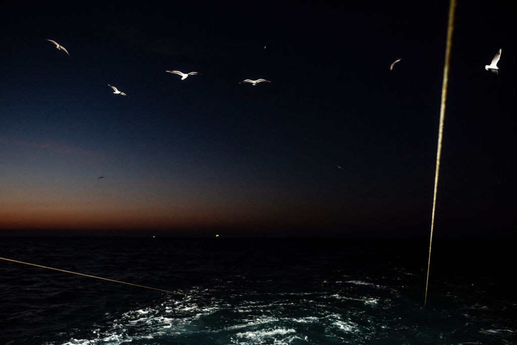 Trawler (Birds)