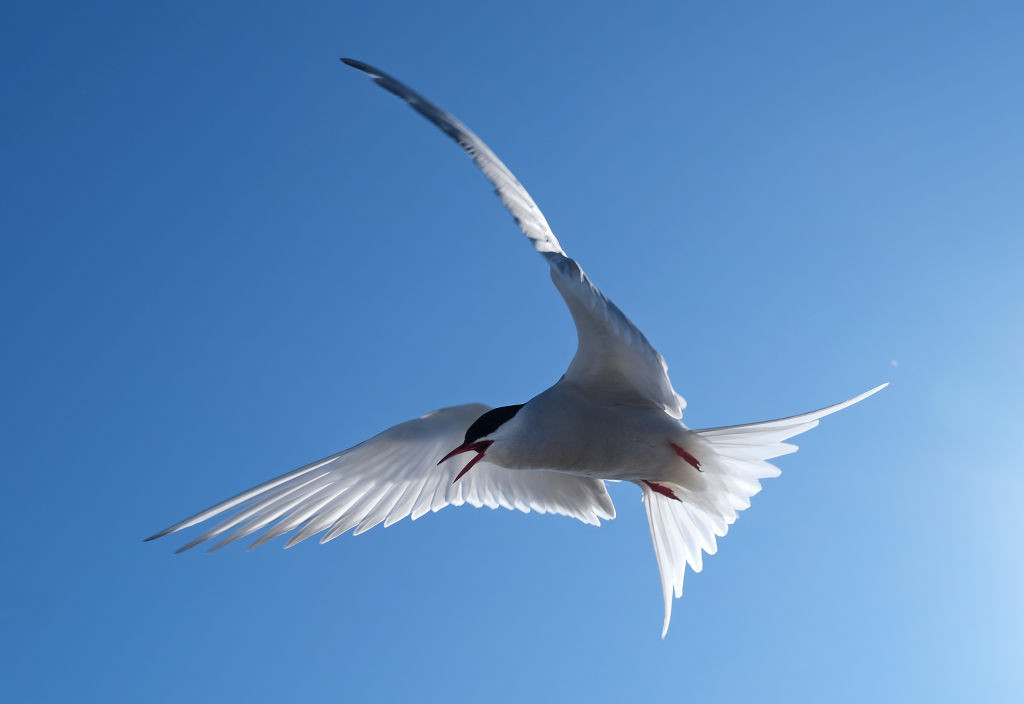 Arctic Tern (Svalbard Archipelago)