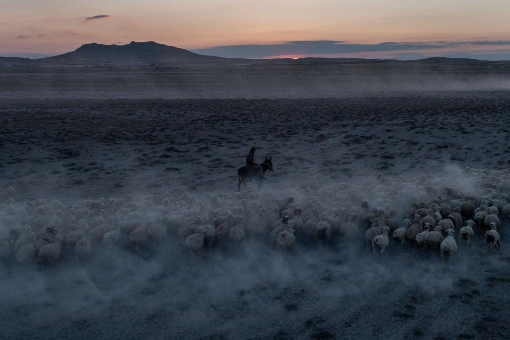 Shepherd and Flock (Karapinar)