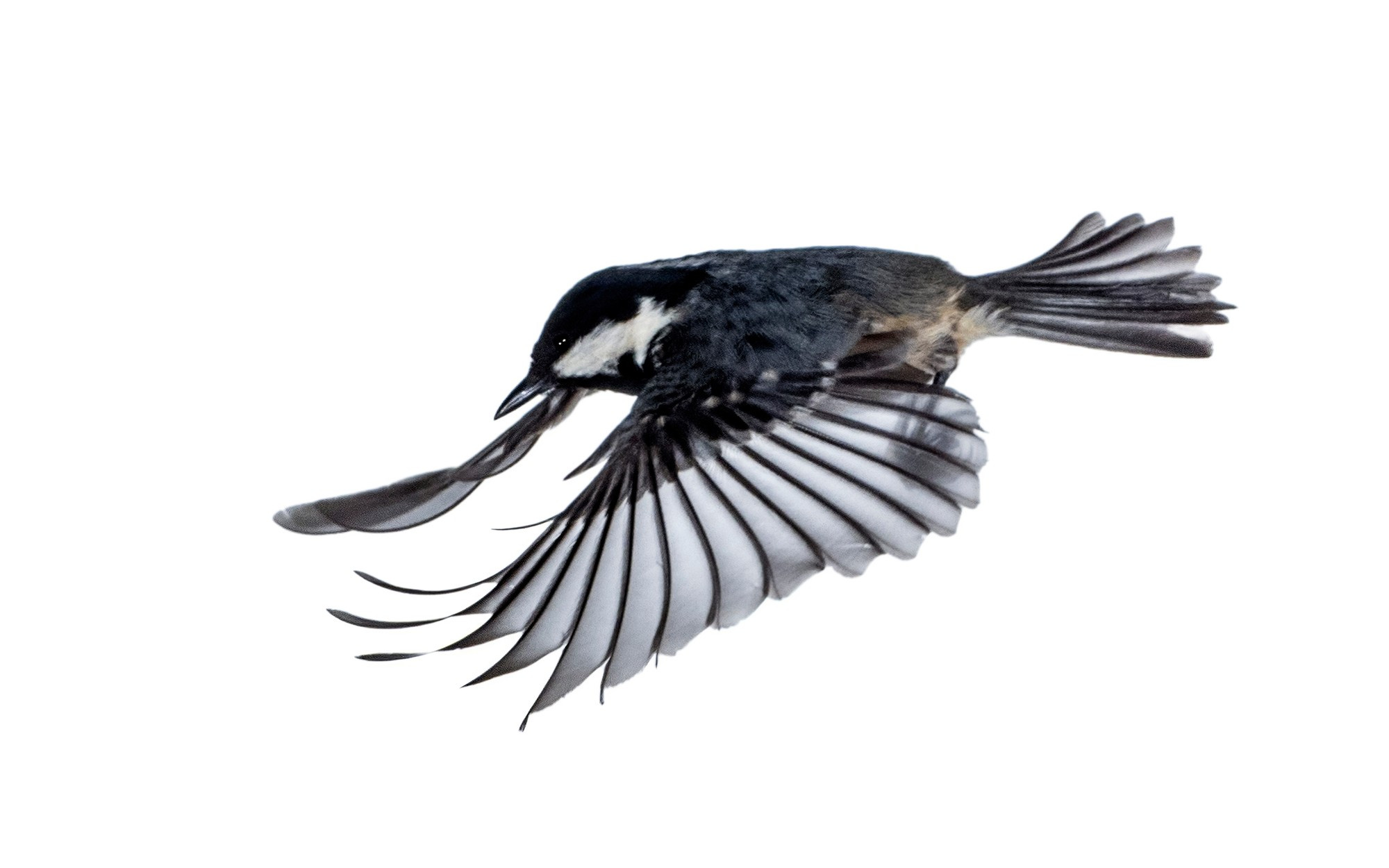 Close-Up Of Tannenmeise (Periparus ater) Coal Tit In Flight With Open Wings  On A White Background.