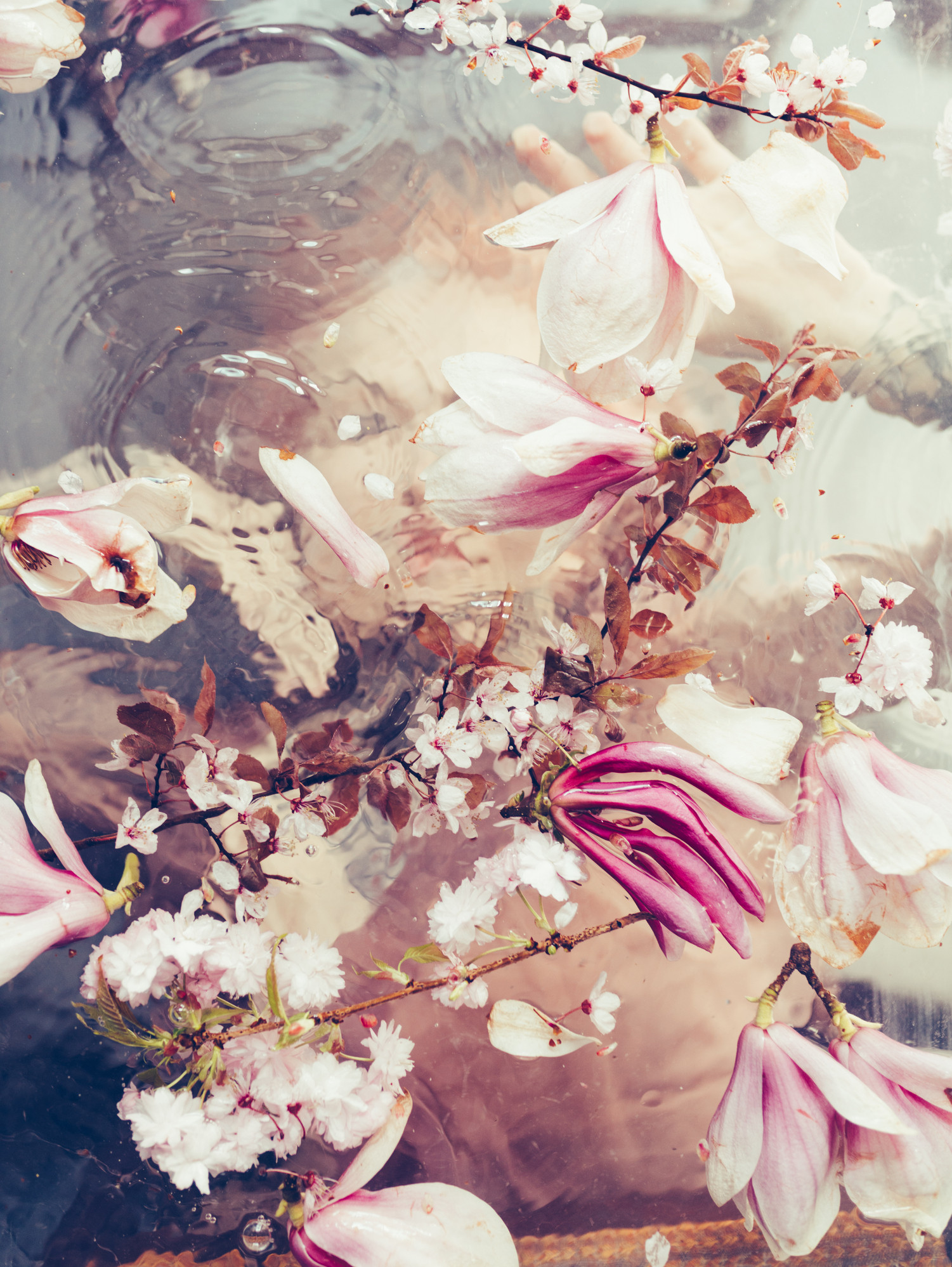 Uderwater with pink flowers