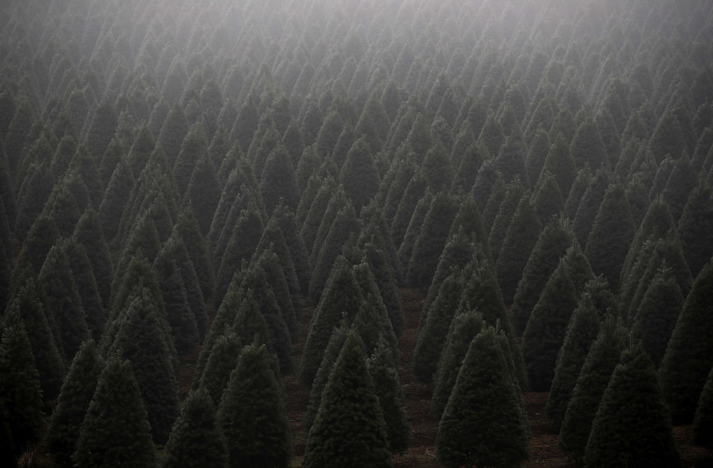 Christmas Tree Farm (Oregon)