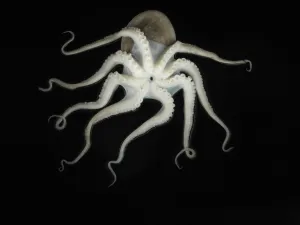 Octopus on black background