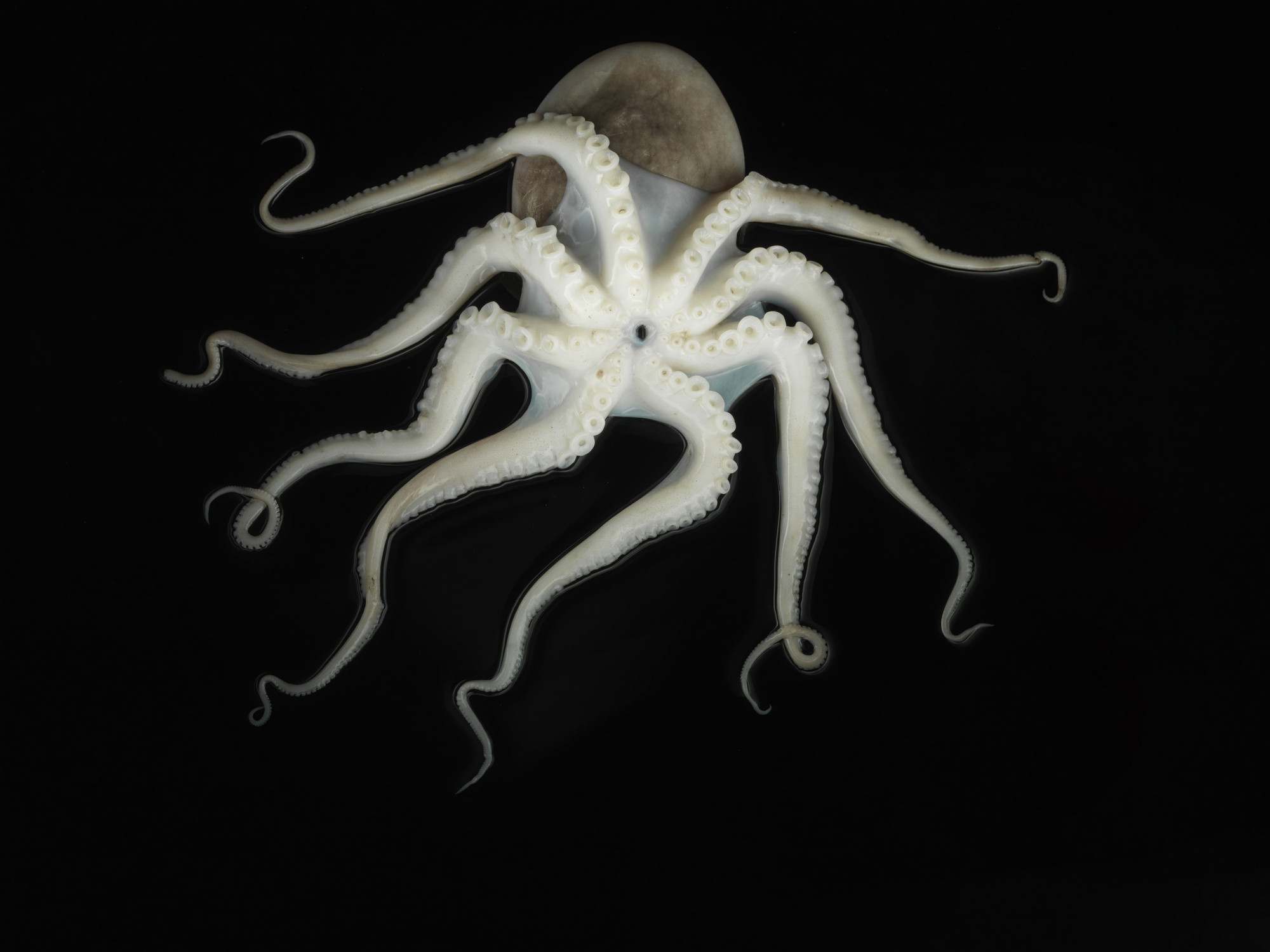 Octopus on black background