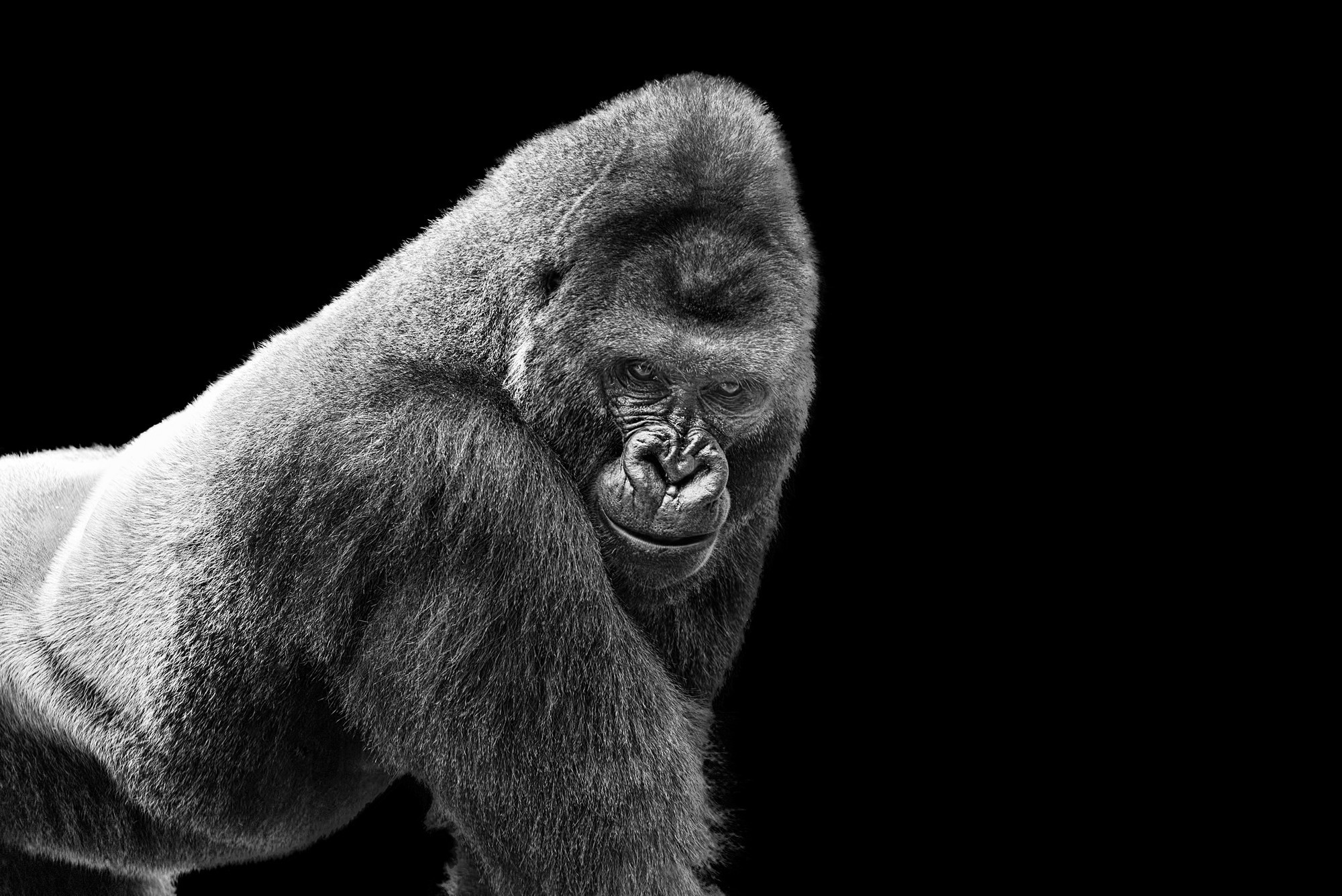Adult Gorilla on Black