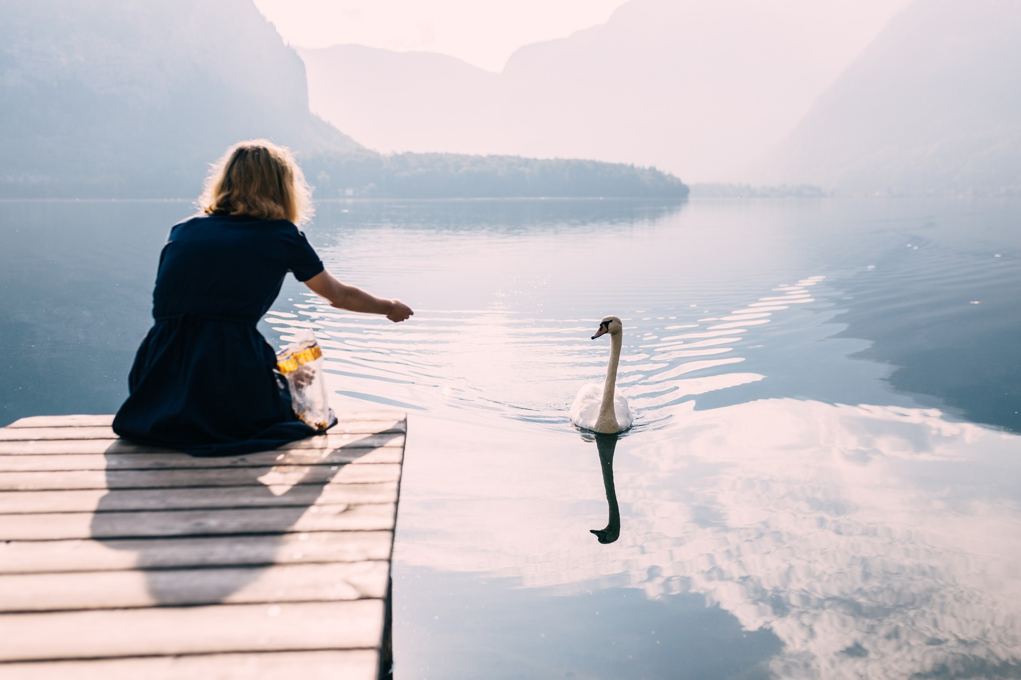 Young woman feeding swans