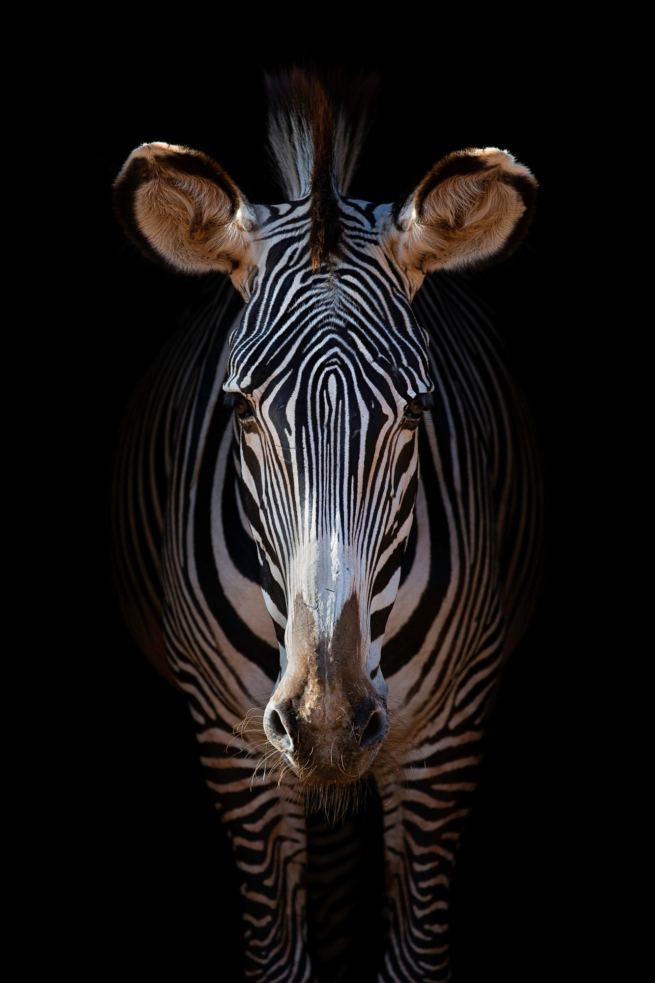 Zebra Grevy Cabárceno
