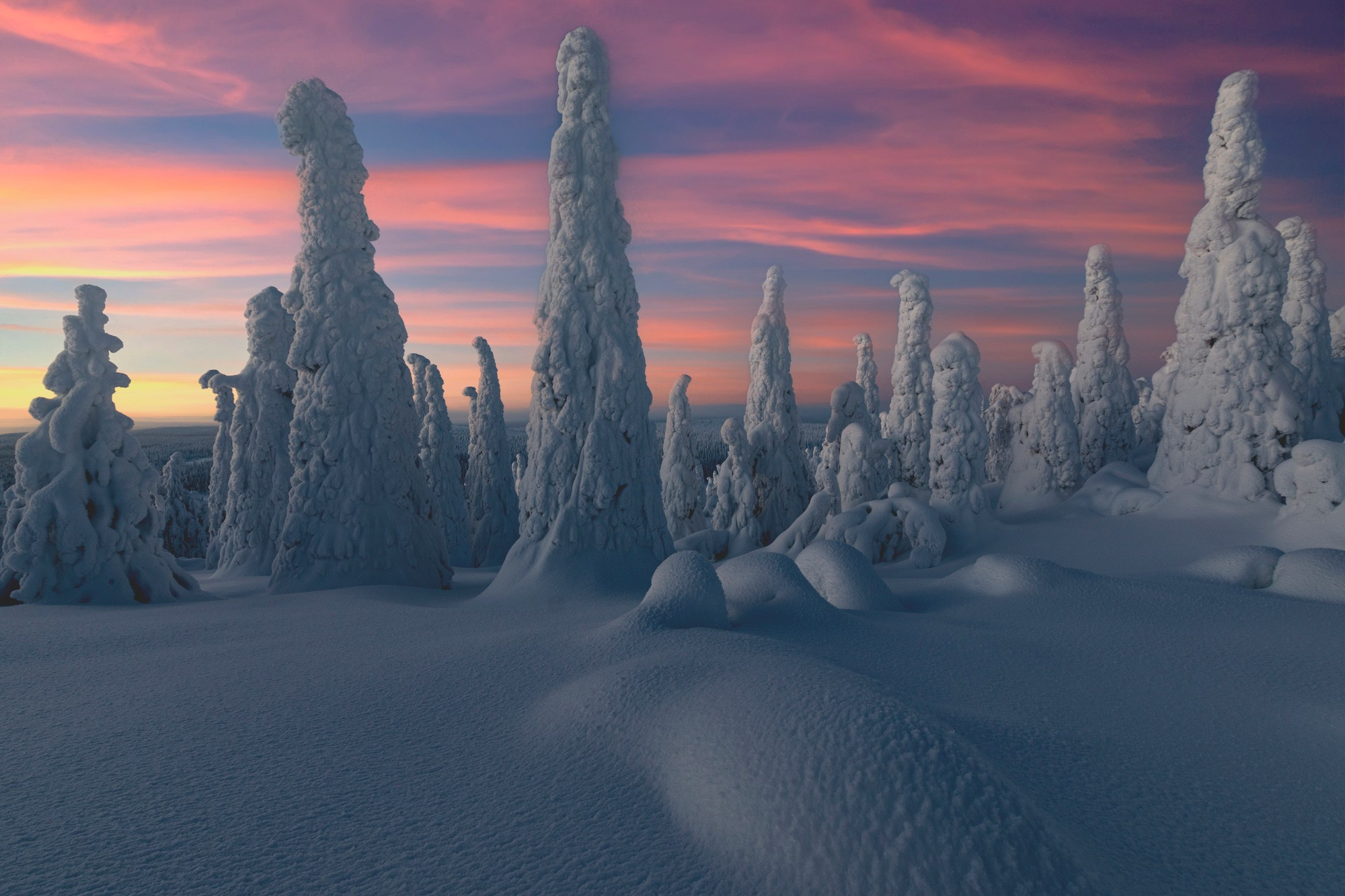 Sunset over frozen trees of snowy forest, Lapland
