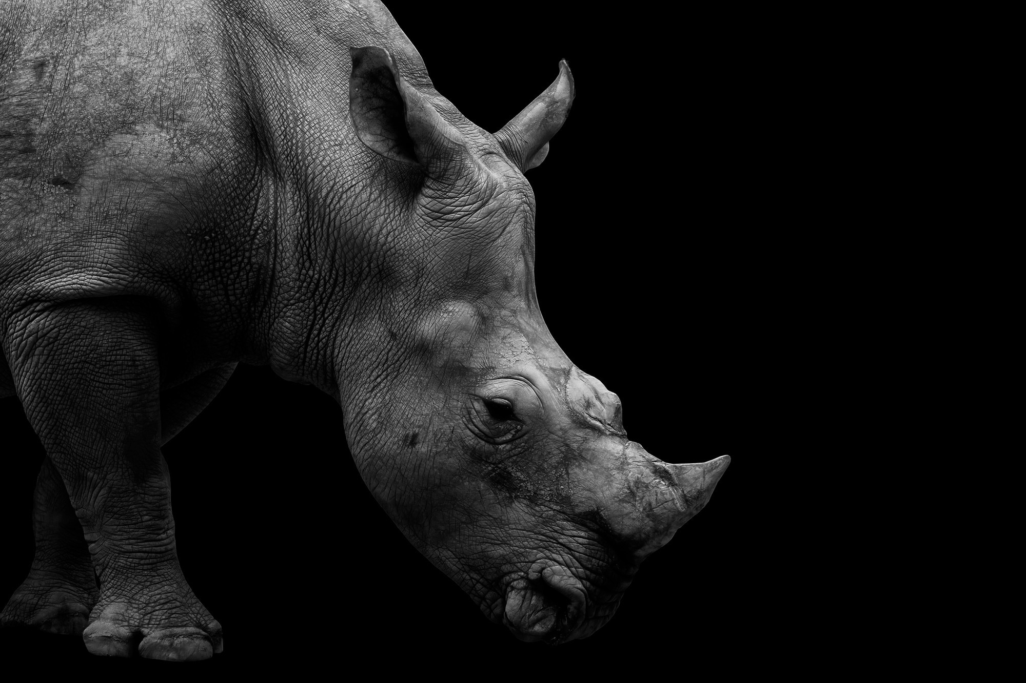 White Rhino