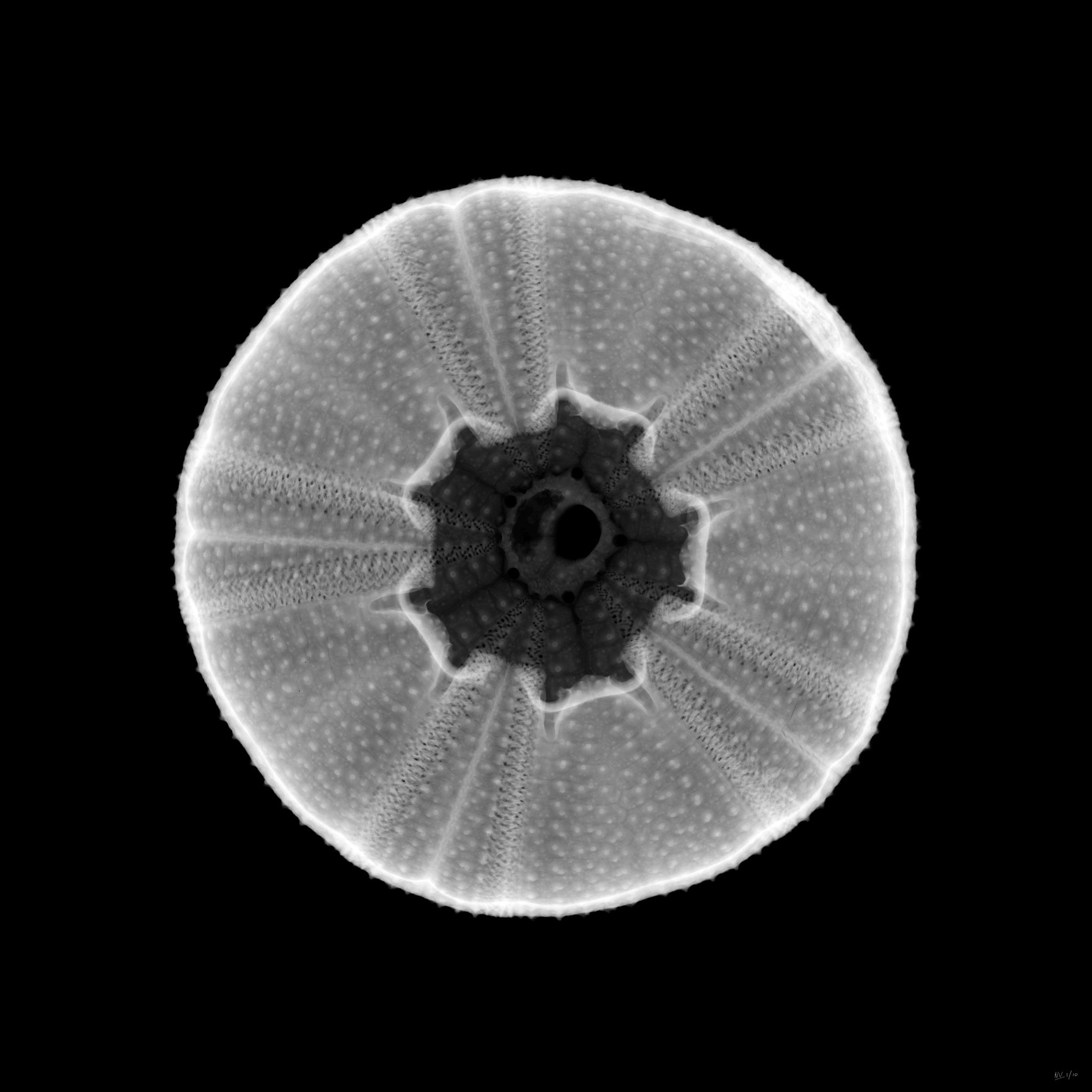 Sea urchin, X-ray