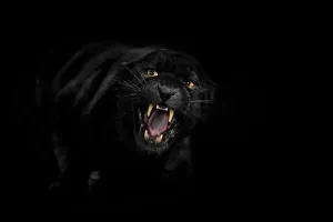 Black leopard is roaring