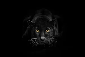 Black leopard is looking to camera