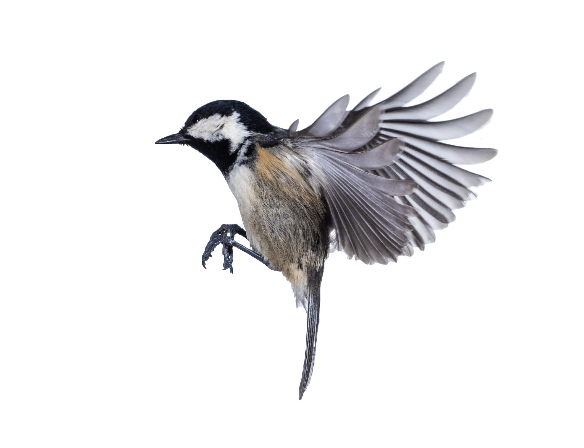 Close-Up Of Tannenmeise (Periparus ater) Coal Tit, In Flight On A White Background.