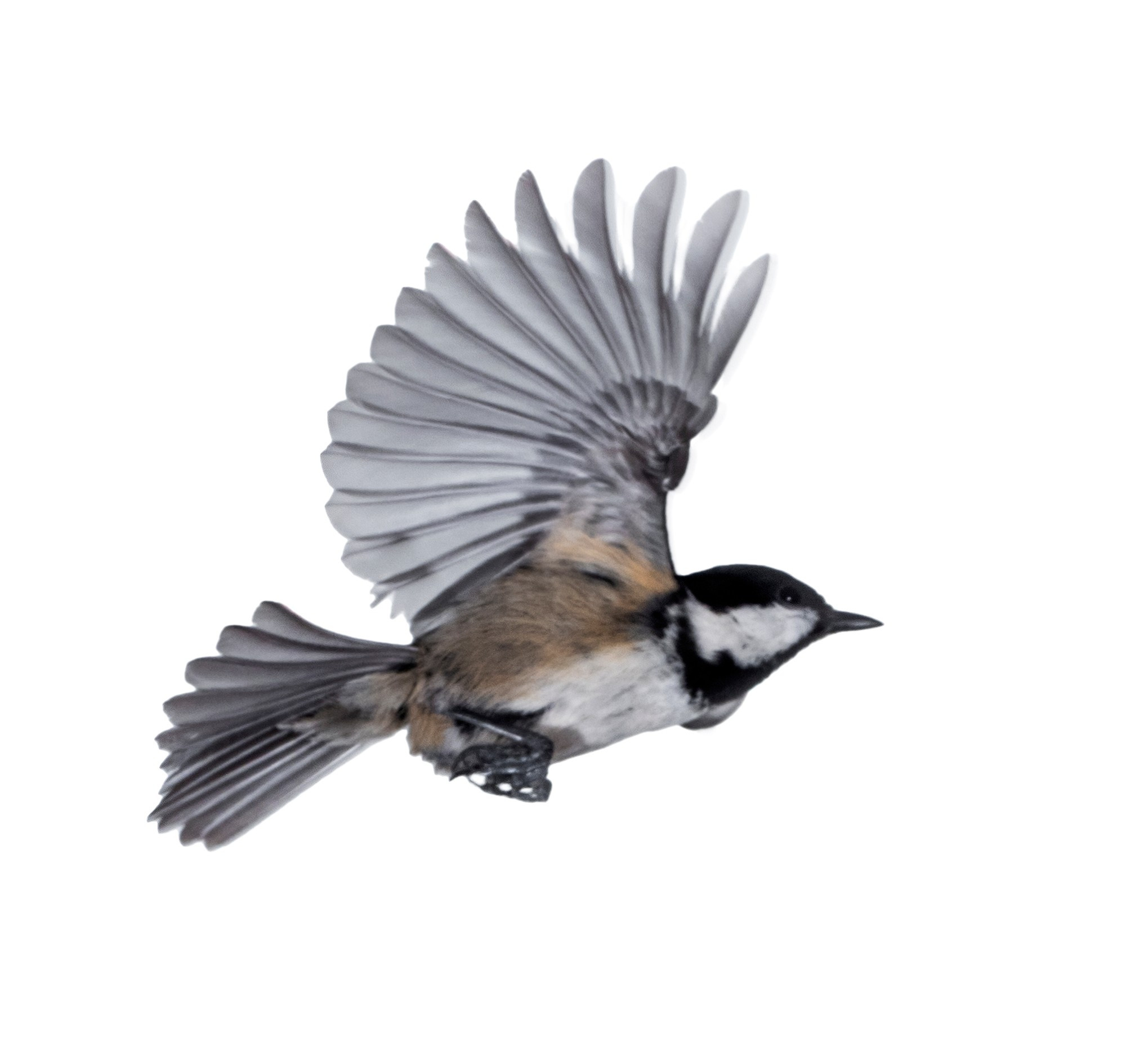 Close-Up Of Tannenmeise (Periparus ater) Coal Tit, In Flight On A White Background.
