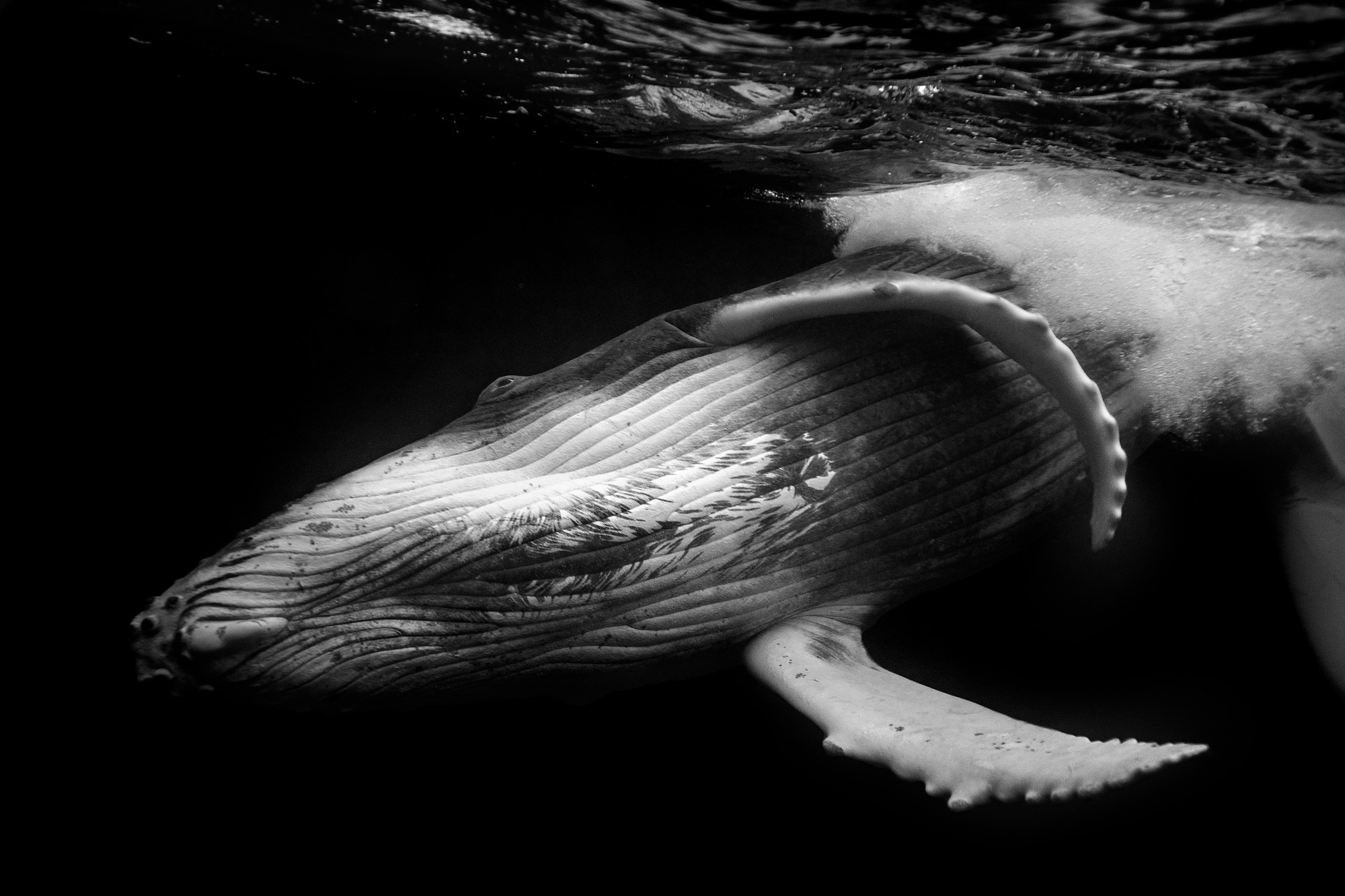 Humpback Whale Calf