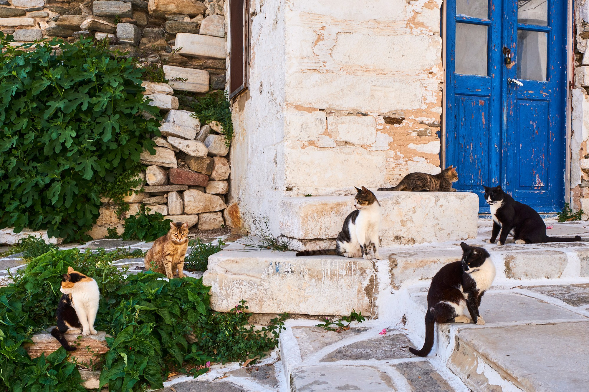 Greece, Cyclades, street cat