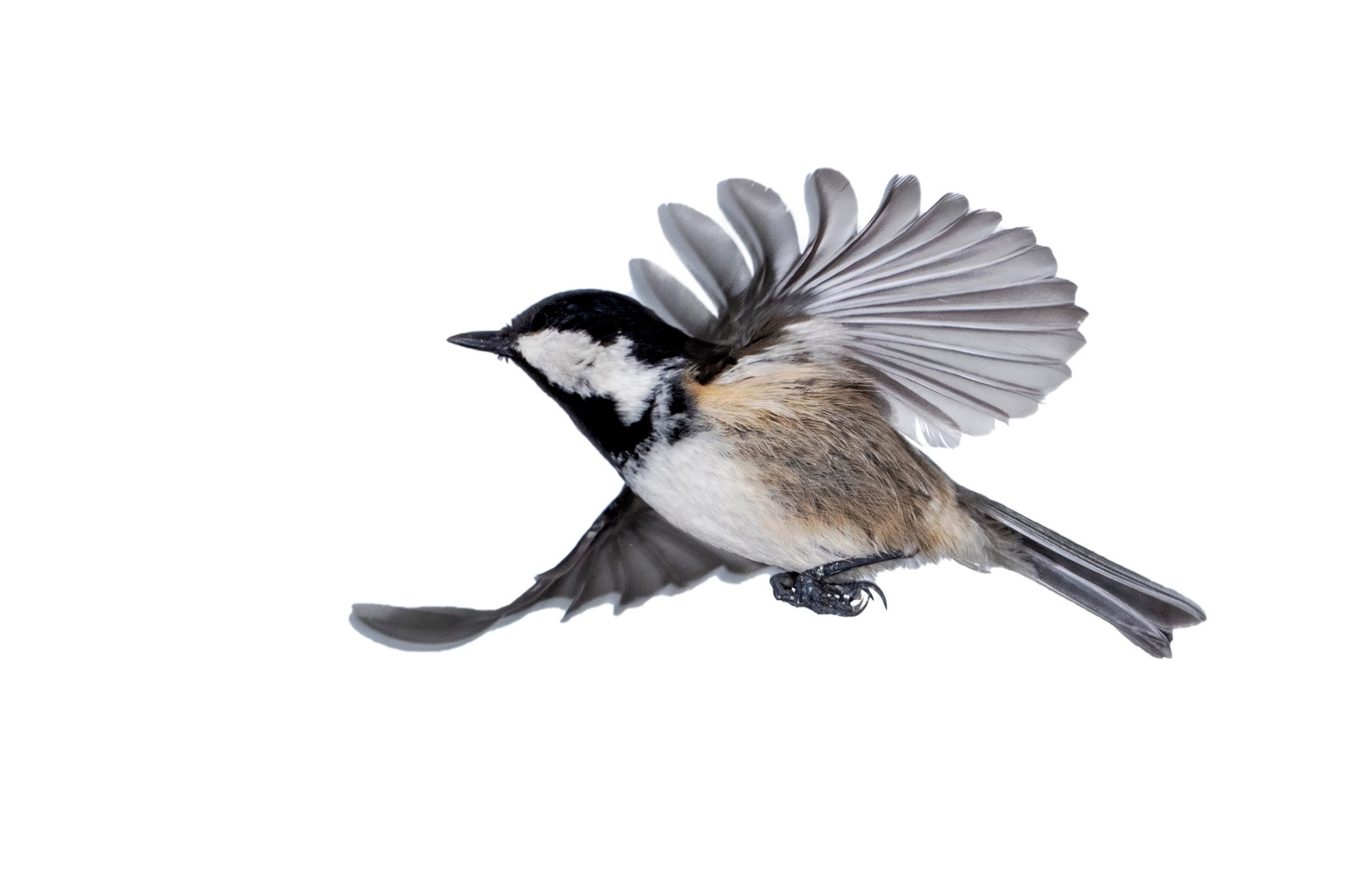 Close-Up Of Tannenmeise (Periparus ater) Coal Tit In Flight On A White Background.
