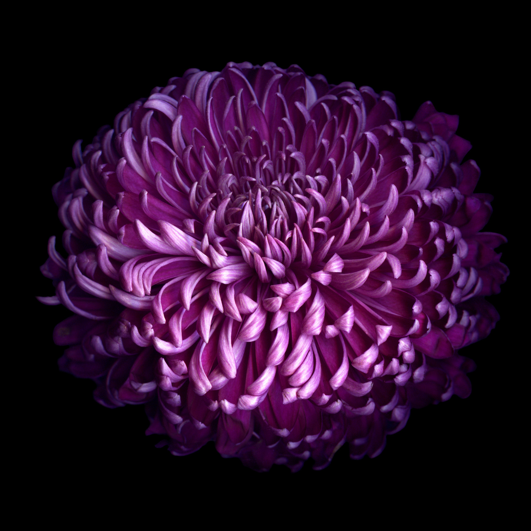 GLORIOUS AUTUMN PURPLE CHRYSANTHEMUM...