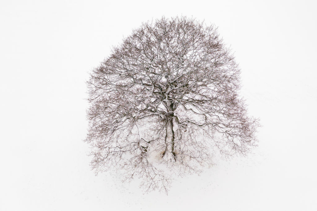 Solitary (Snow)
