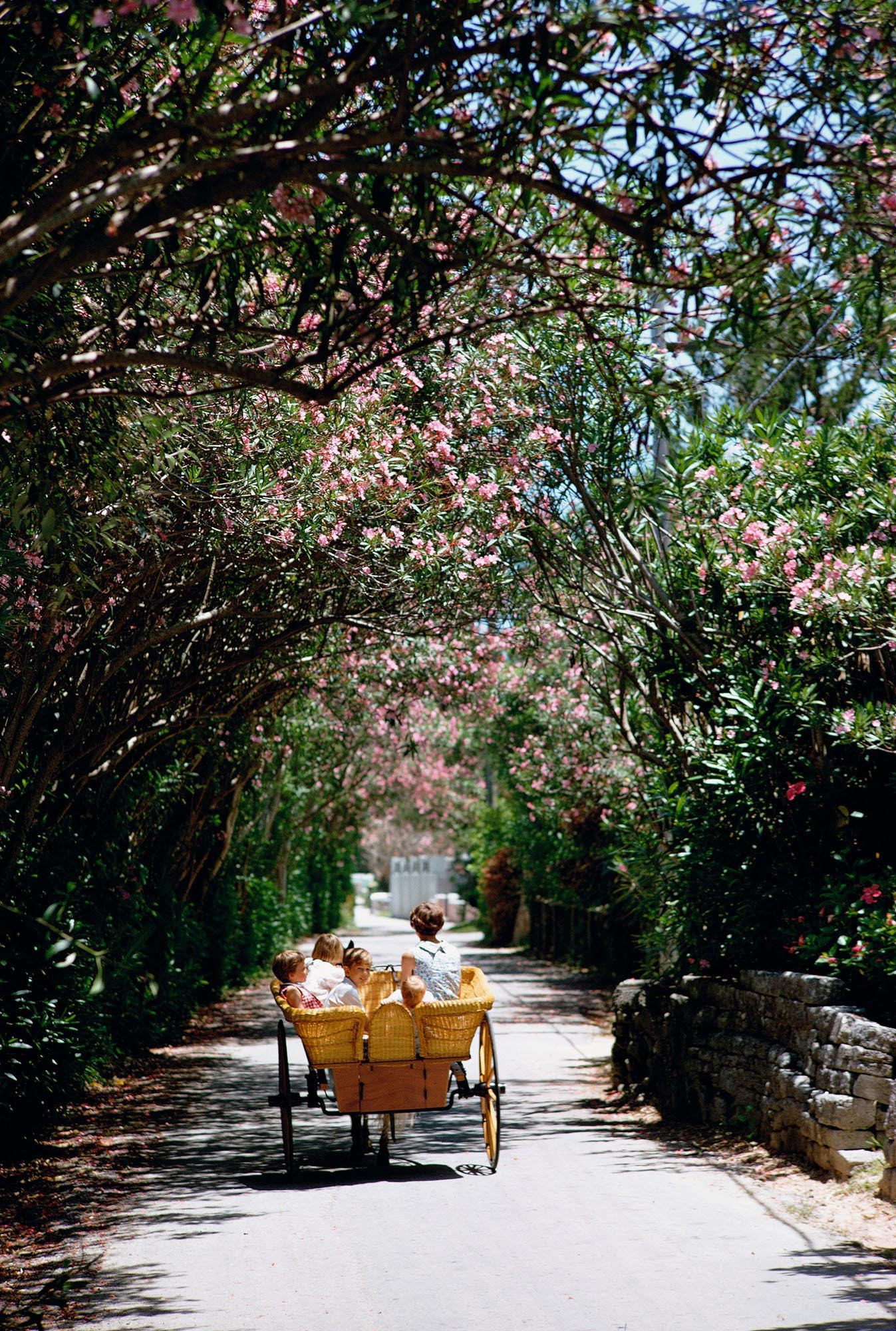 Oleander Drive