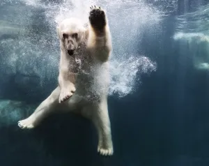 Polarbear in Water