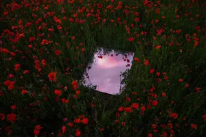 Mirror in Red Poppies