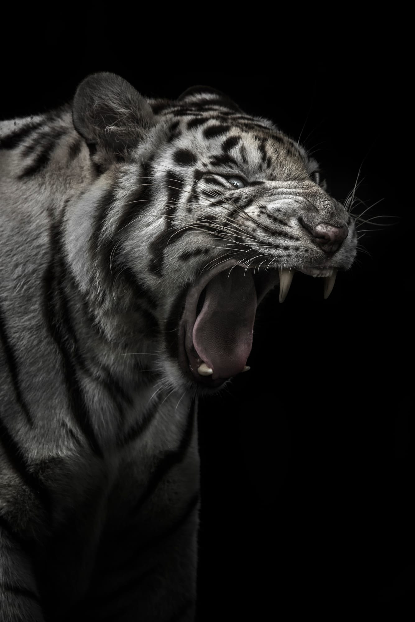 White Tiger