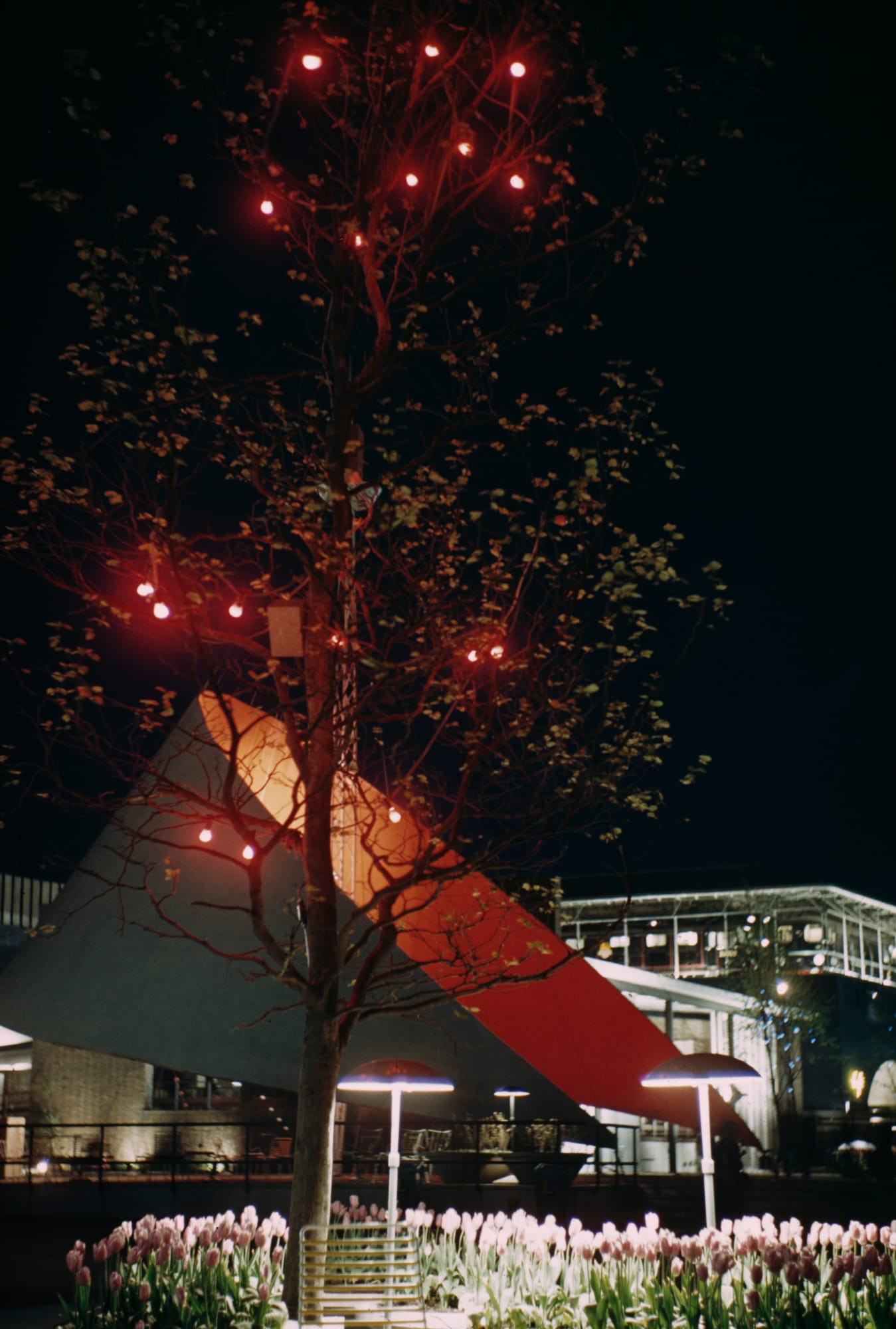 Festival Lights