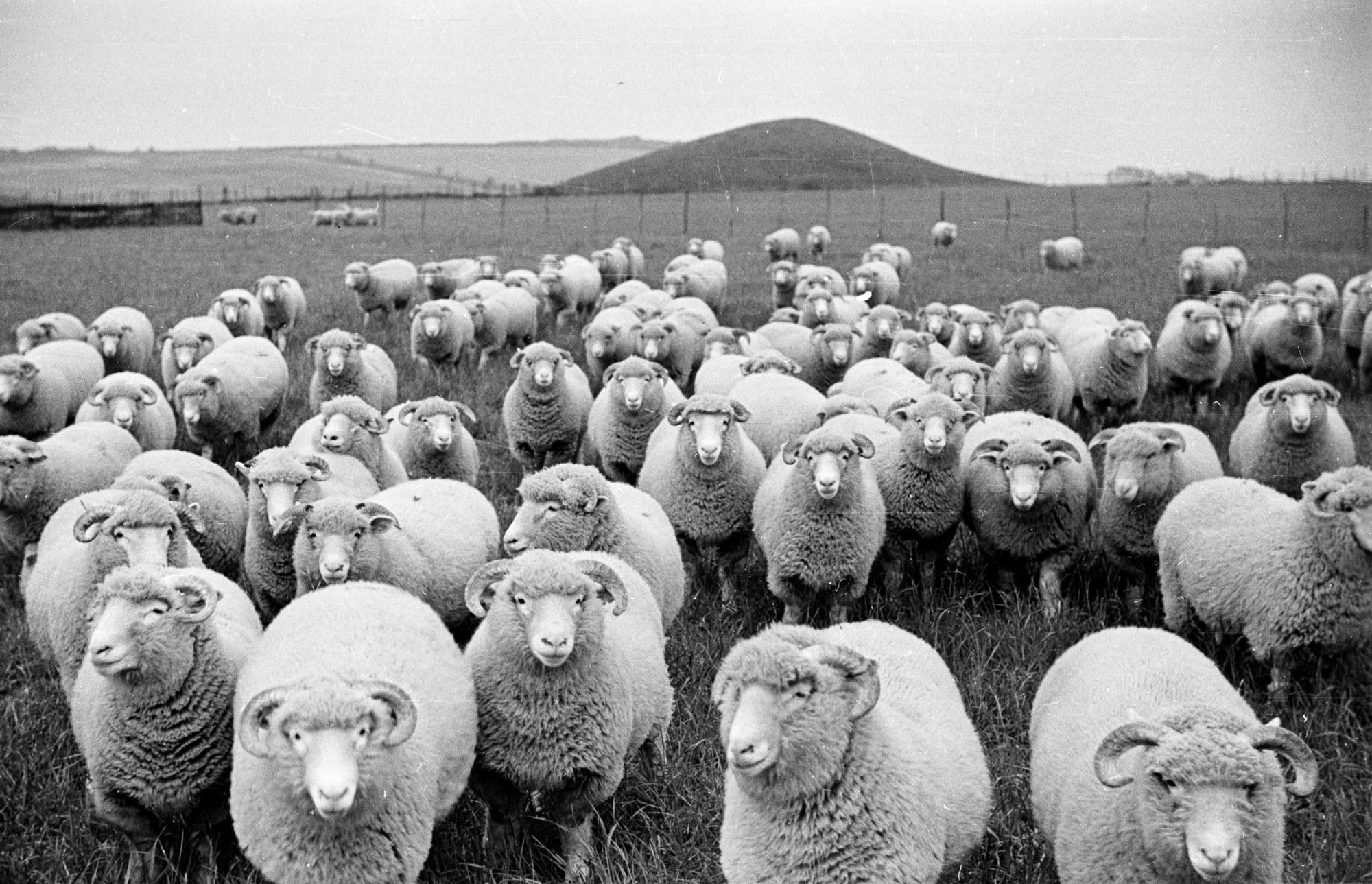 Sheep's Eyes