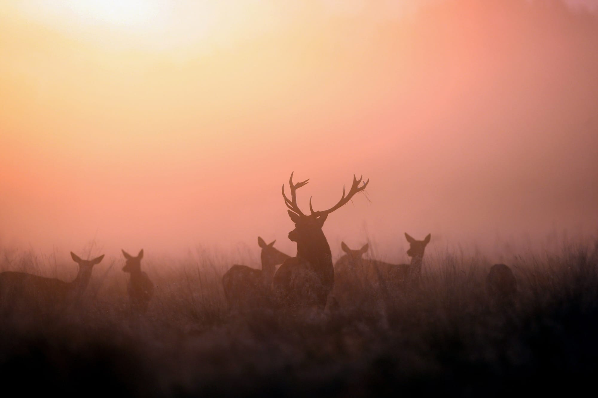 Red Stag and Bucks (Richmond Park)