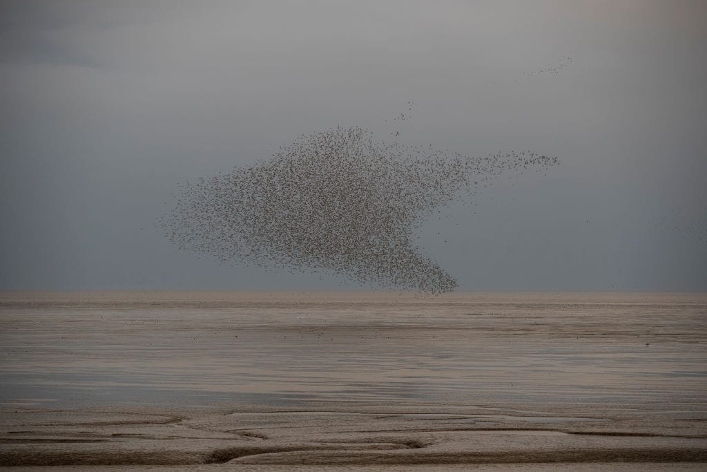 Waders Over Wash Estuary