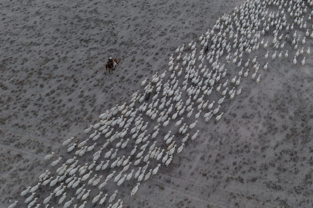 Shepherd and Flock (Aerial)