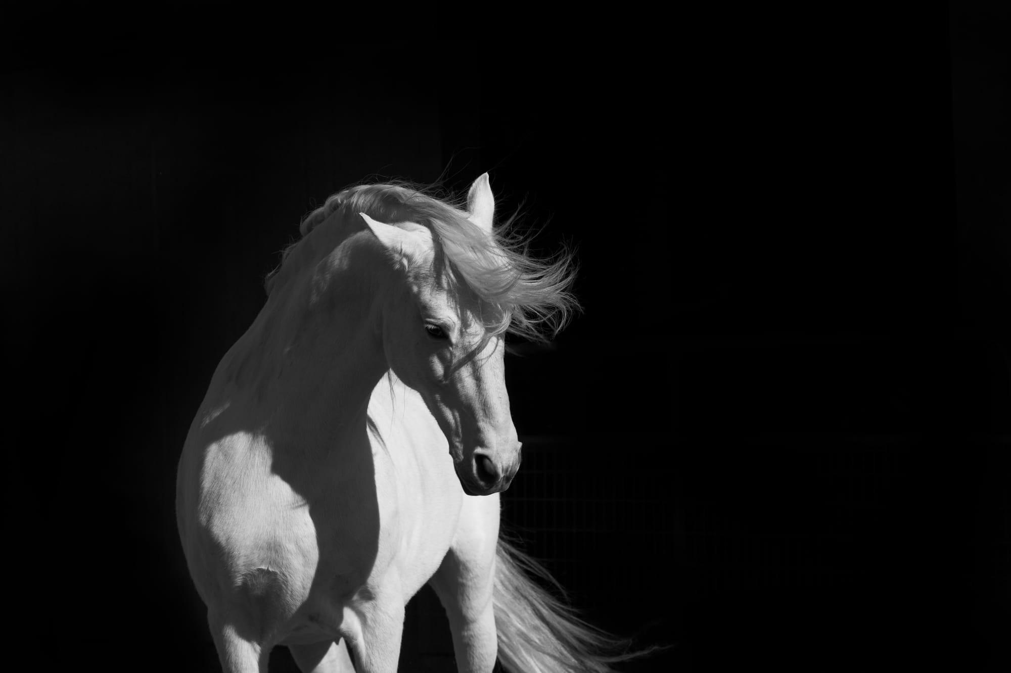 Stallion on Black