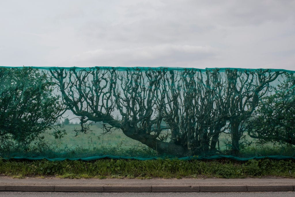 Bird Netting (Lichfield)