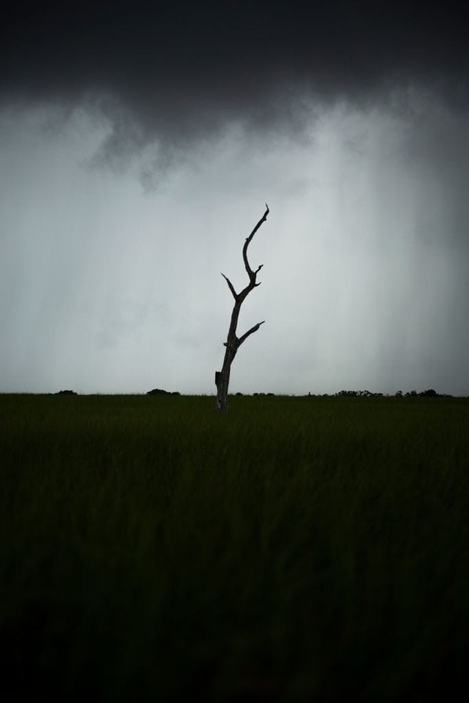 Single Oak on Highway 1 (Louisiana)